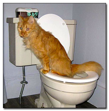 Cat on a Toilet